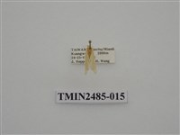 藏品(半明苔蛾)的圖片